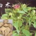 改良白术芽子基地直供，视频看货