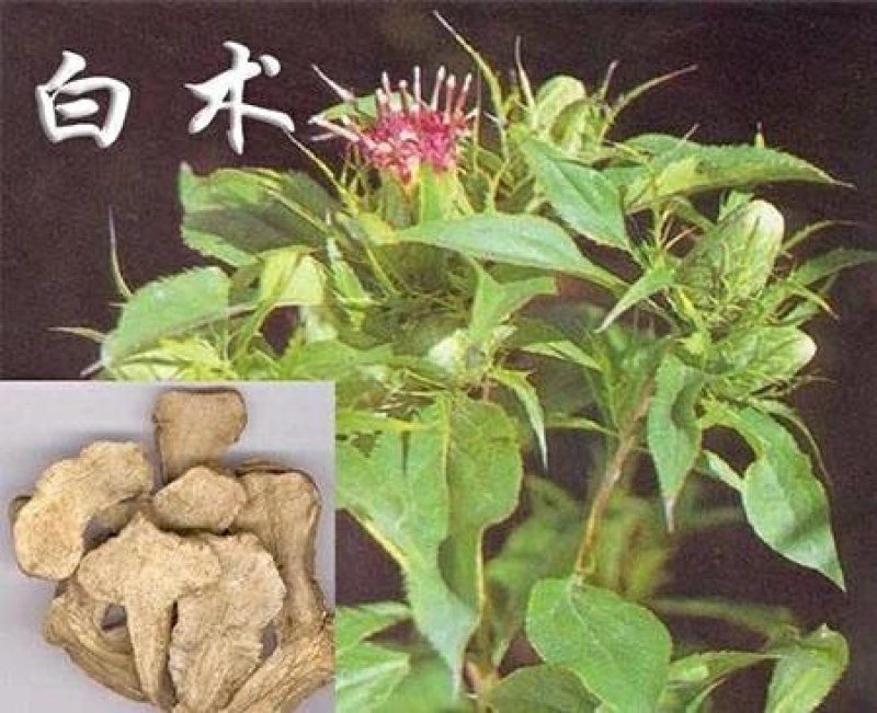 改良白术芽子基地直供，视频看货