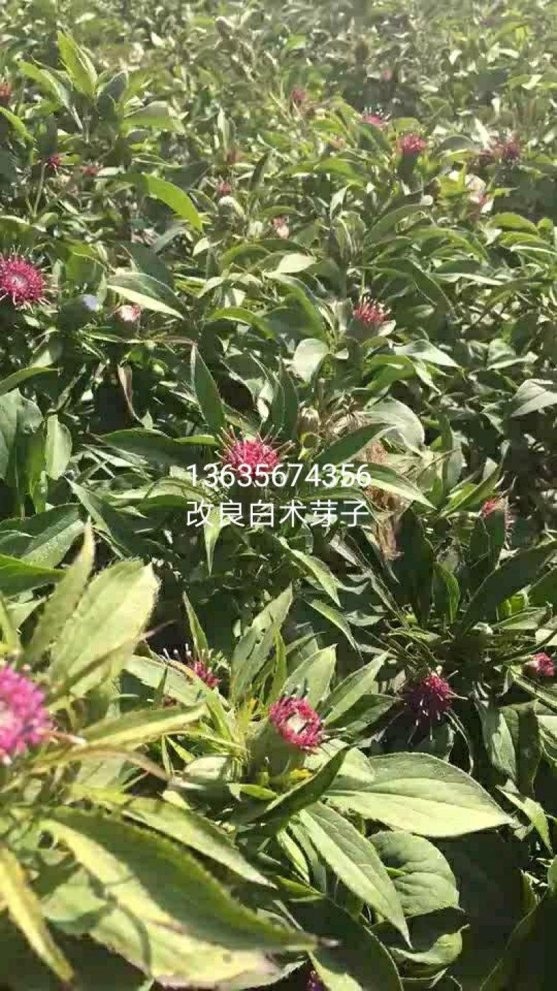 改良白术芽子基地直供，视频看货