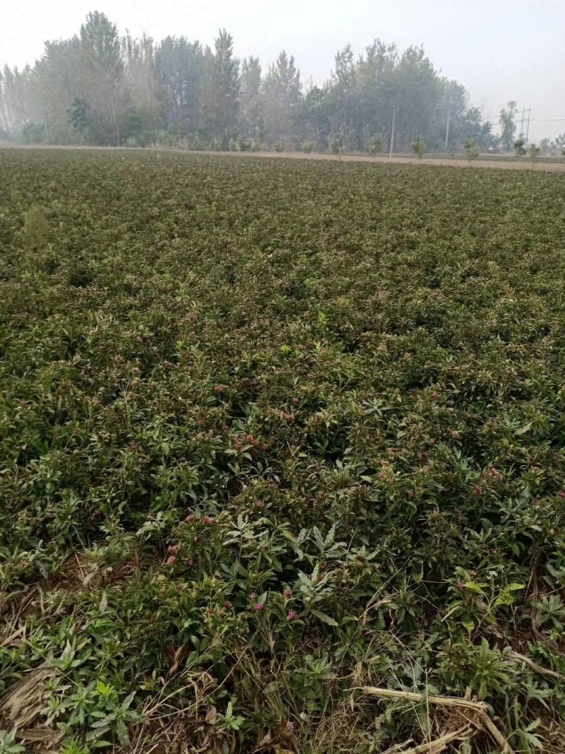 改良白术芽子基地直供，视频看货