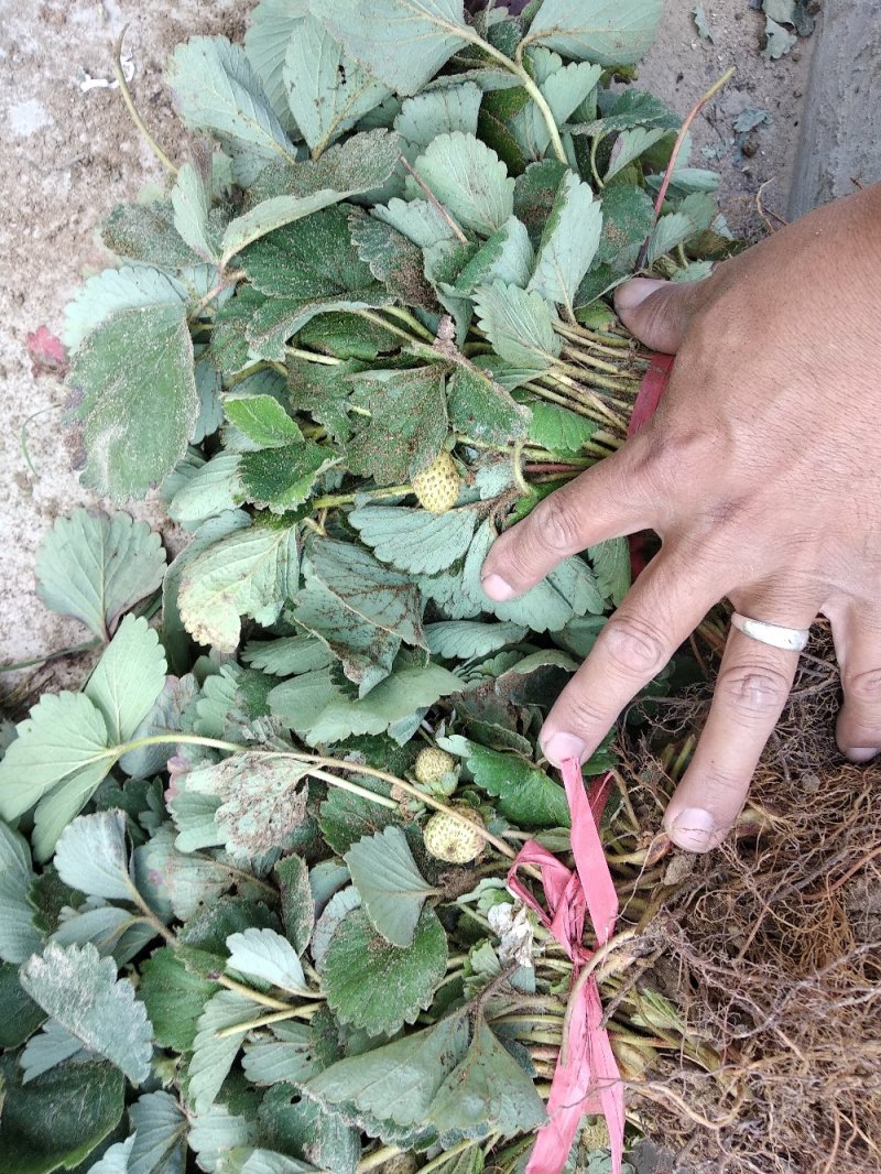 草莓苗，妙香草莓苗，草莓苗新品种，秒香7号草莓苗