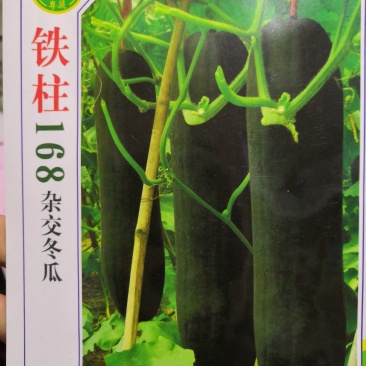 耐热黑皮冬瓜种子早熟高产厚肉抗病炮弹形冬瓜种子(杂交种)