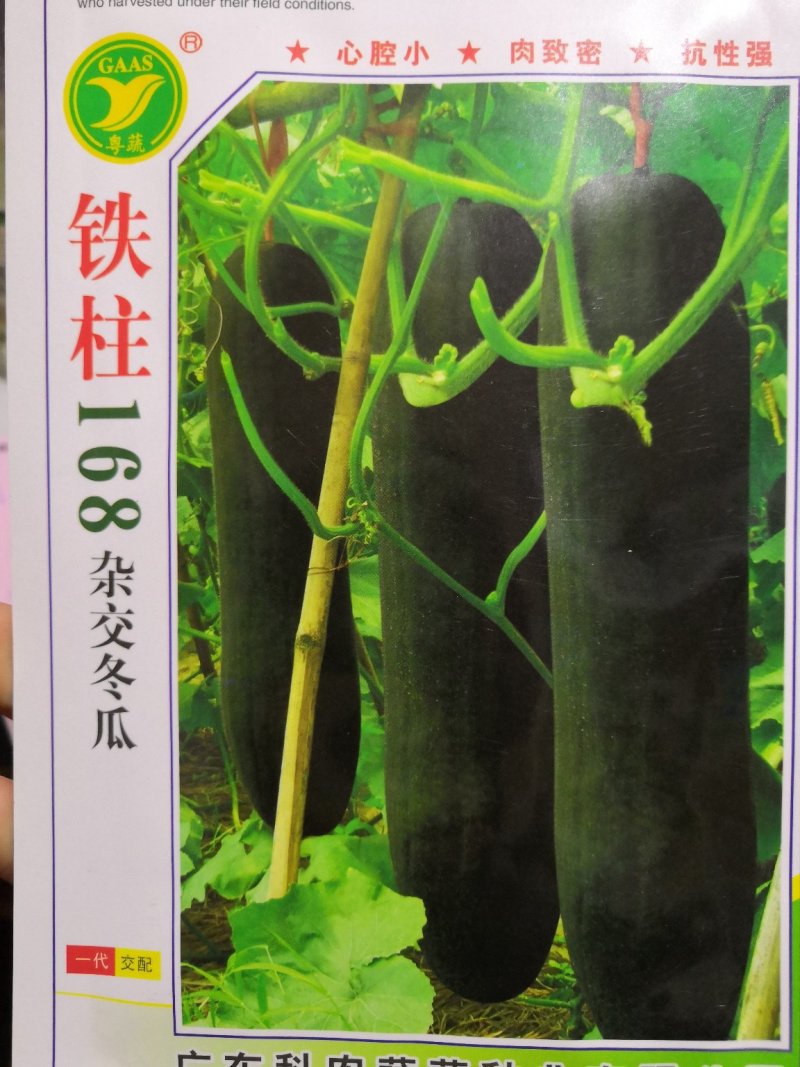 耐热黑皮冬瓜种子早熟高产厚肉抗病炮弹形冬瓜种子(杂交种)