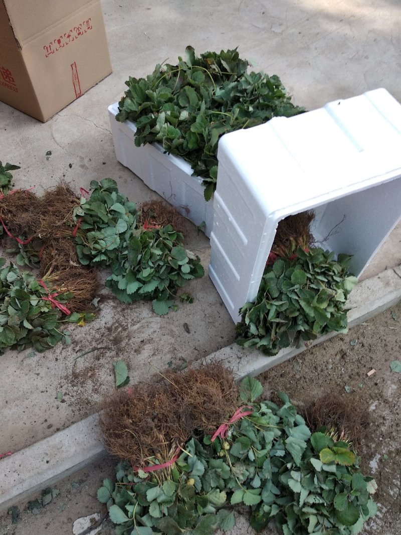 草莓苗，丰香草莓苗，草莓苗新品种，草莓苗栽植最佳时间