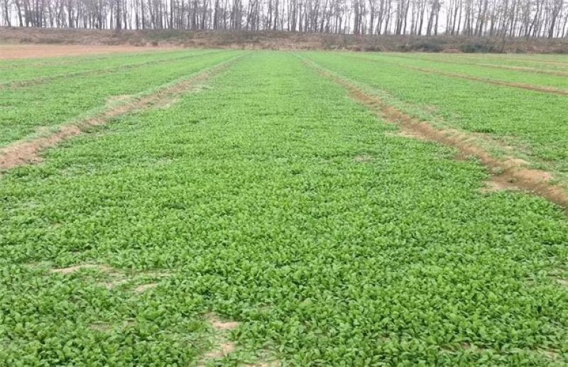 野菜种子～新收面条菜种子芽率保证人们都爱吃的野菜种子品种