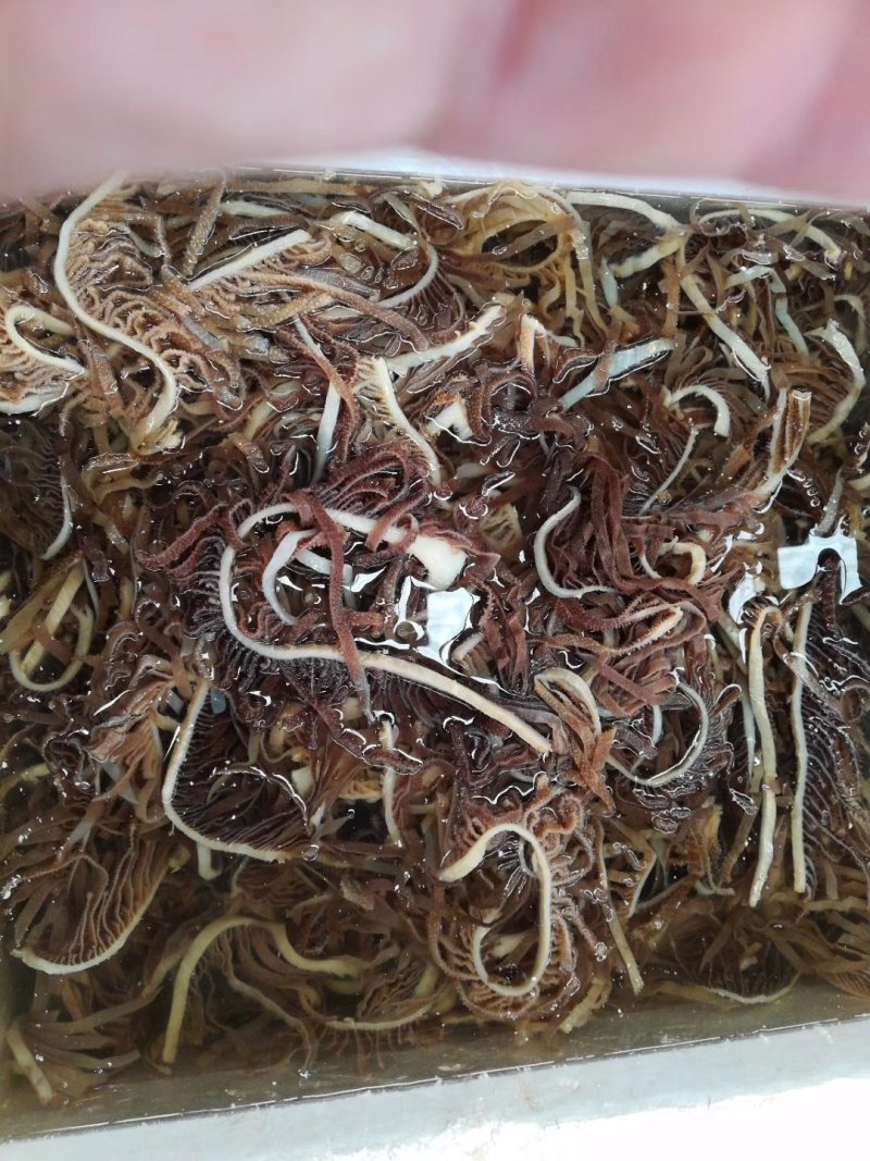 黑千层肚