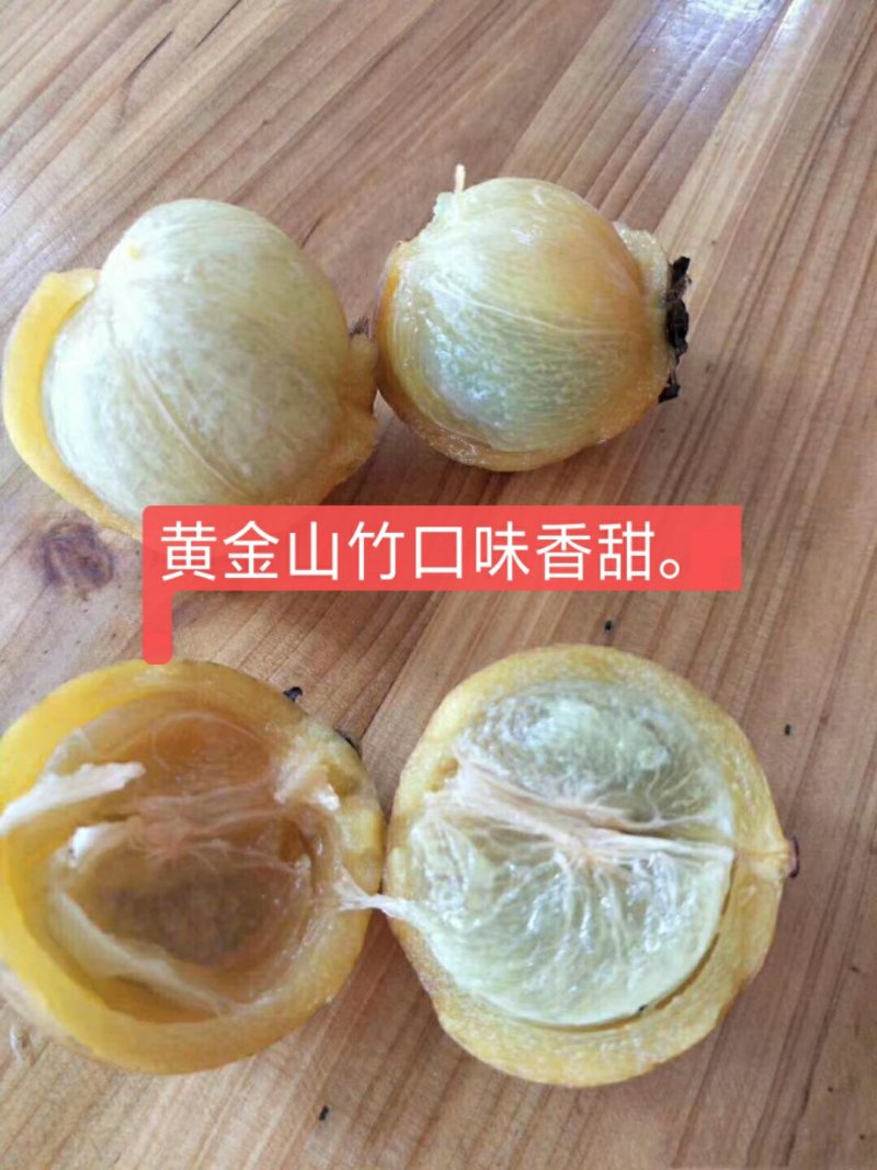 山竹树苗，黄金山竹苗。南北方可种植岭南山竹，营养杯发货