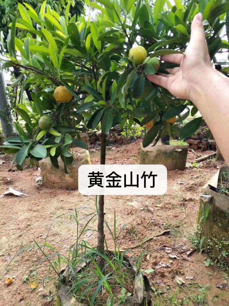 山竹树苗，黄金山竹苗。南北方可种植岭南山竹，营养杯发货