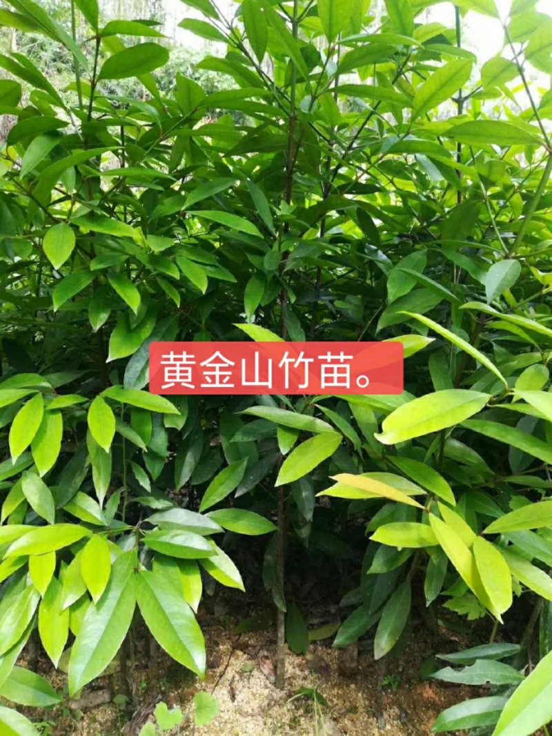 山竹树苗，黄金山竹苗。南北方可种植岭南山竹，营养杯发货