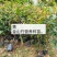 山竹树苗，黄金山竹苗。南北方可种植岭南山竹，营养杯发货