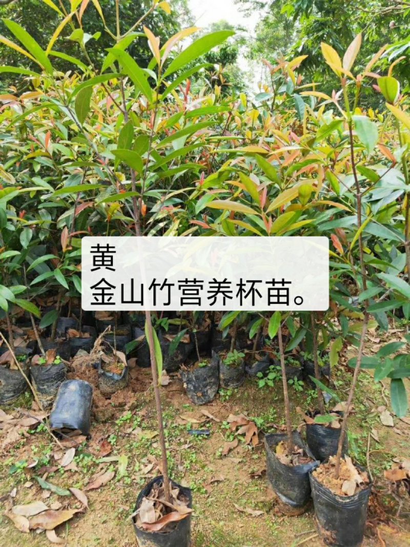 山竹树苗，黄金山竹苗。南北方可种植岭南山竹，营养杯发货