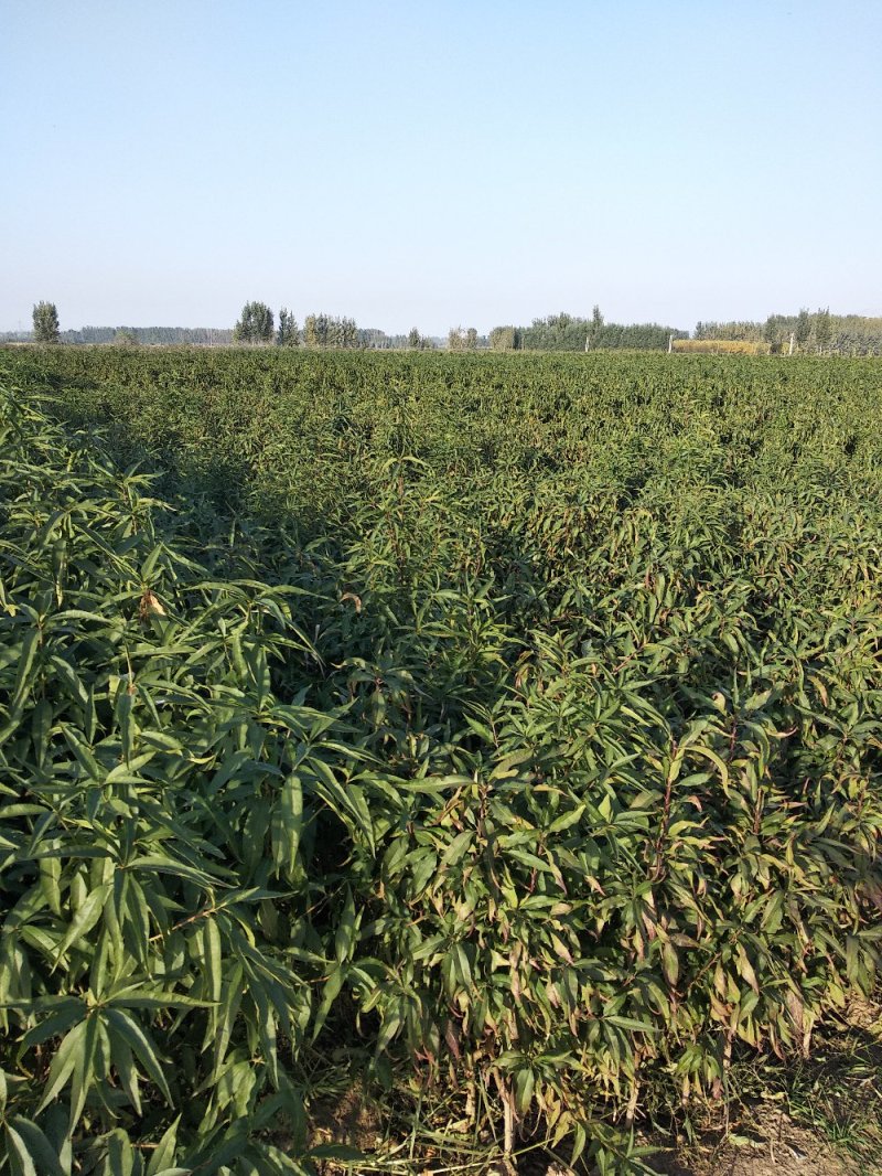【下单就送】油蟠桃36-5桃树苗新品种油蟠桃树苗育苗基地