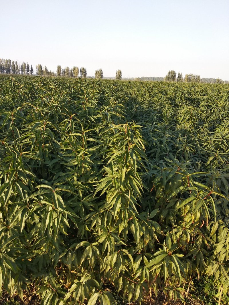 油蟠桃7桃树苗中油蟠9号油蟠桃树苗桃树育苗基地