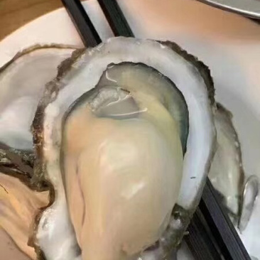 生蚝牡蛎烧烤蚝原产地汫洲生蚝批发