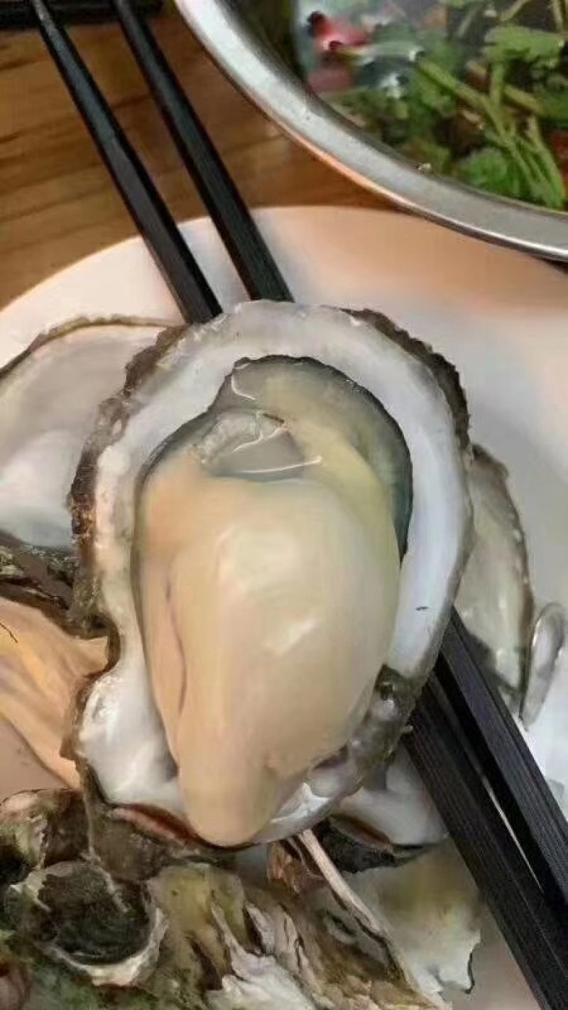 生蚝牡蛎烧烤蚝原产地汫洲生蚝批发