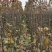 【包品种包技术】山东梨树苗基地玉露香梨树苗山东梨树苗品种