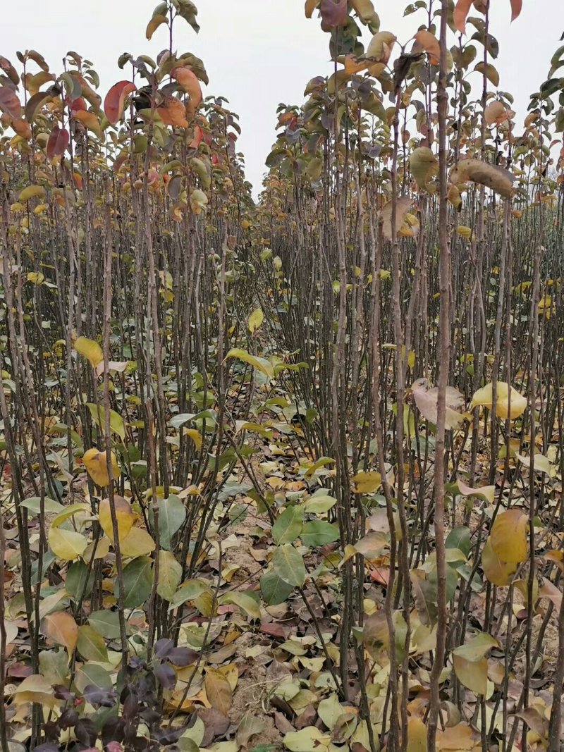 【包品种包技术】山东梨树苗基地玉露香梨树苗山东梨树苗品种