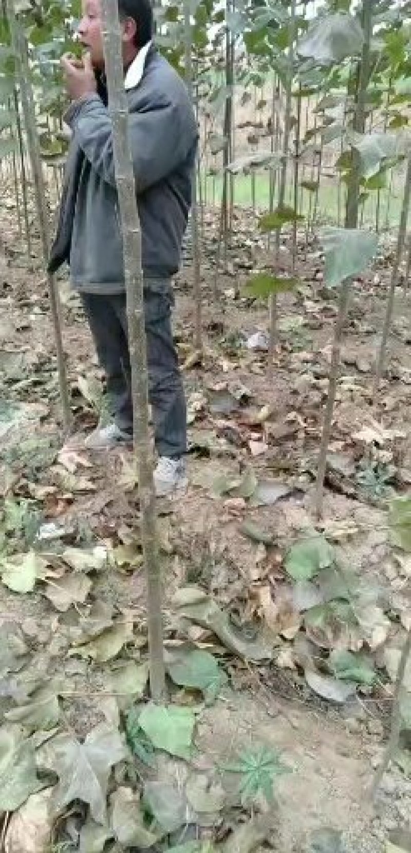 西华县金丝楸树苗大量批发。规格齐全。两公分以上。高四米。