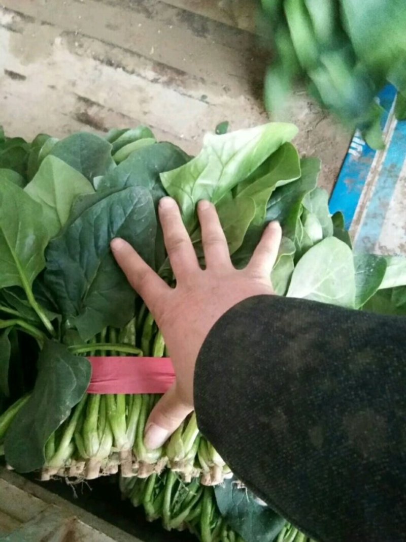 山东大叶菠菜，大量上市，全国发货，坏烂包赔