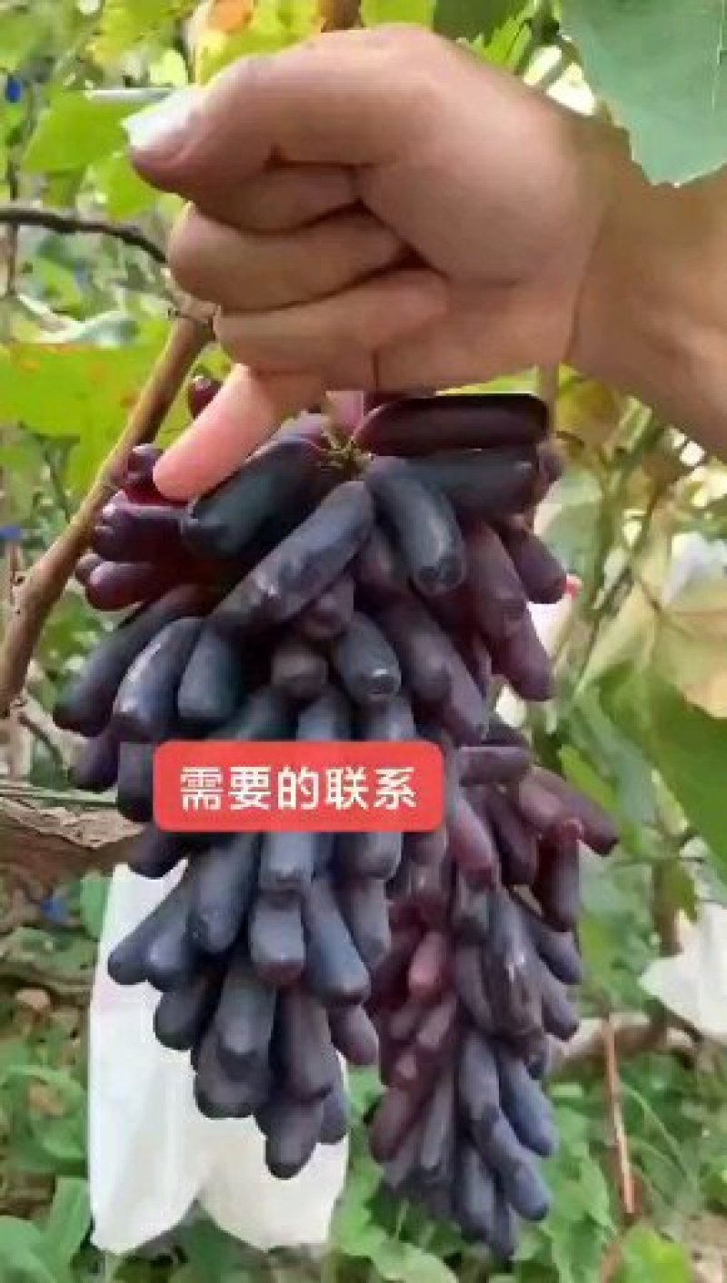 甜蜜蓝宝石葡萄苗新品种适合力强。。。。。。
