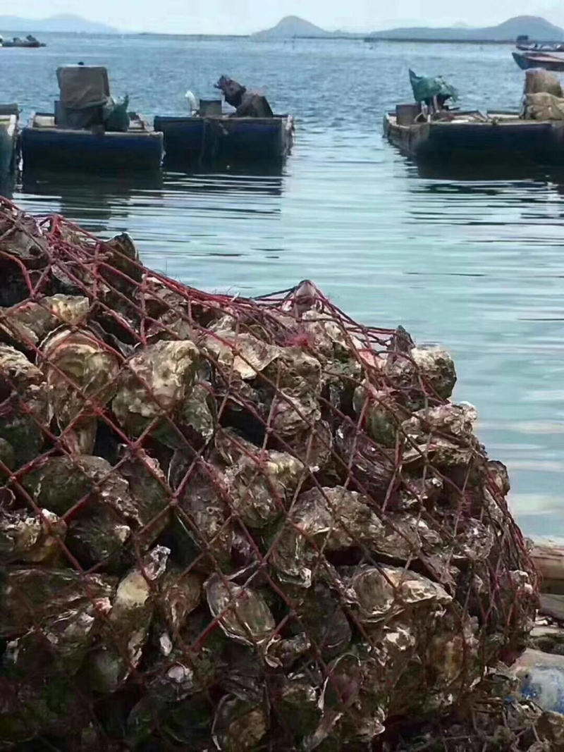 生蚝牡蛎烧烤蚝原产地汫洲生蚝批发