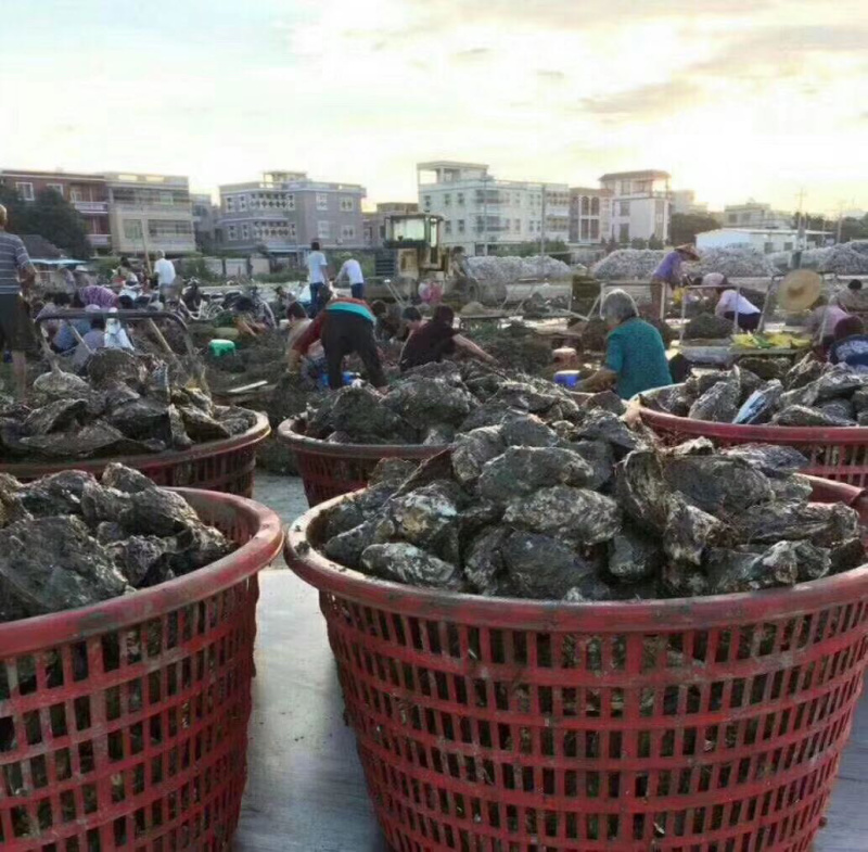 生蚝牡蛎烧烤蚝原产地汫洲生蚝批发