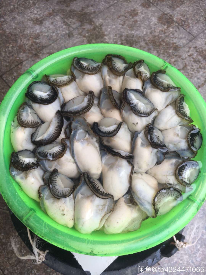 生蚝牡蛎烧烤蚝原产地汫洲生蚝批发