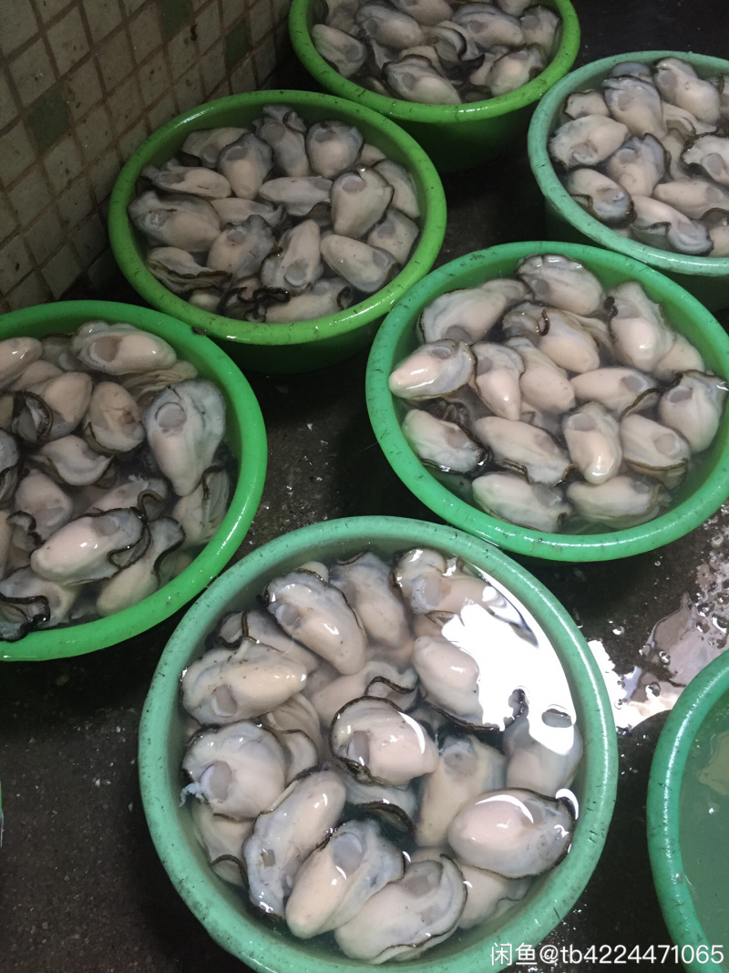 生蚝牡蛎烧烤蚝原产地汫洲生蚝批发