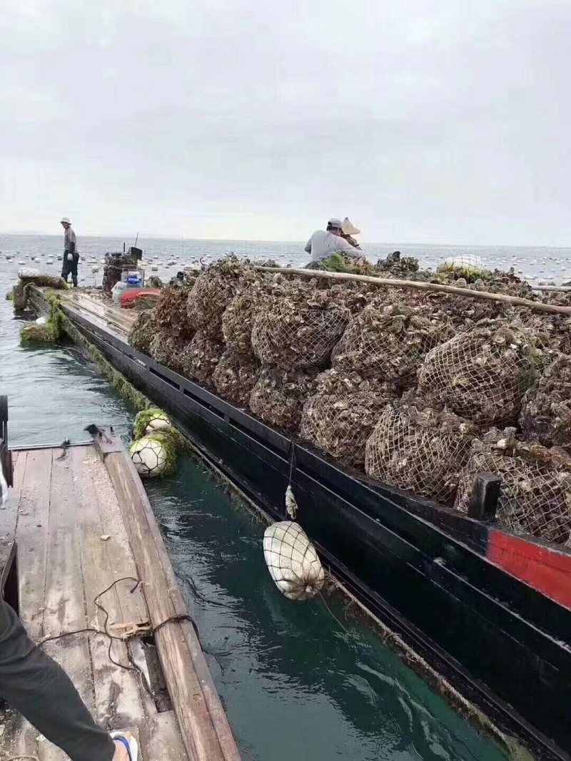 生蚝牡蛎烧烤蚝原产地汫洲生蚝批发
