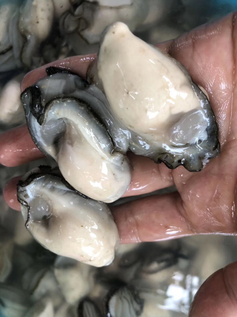 生蚝牡蛎烧烤蚝原产地汫洲生蚝批发