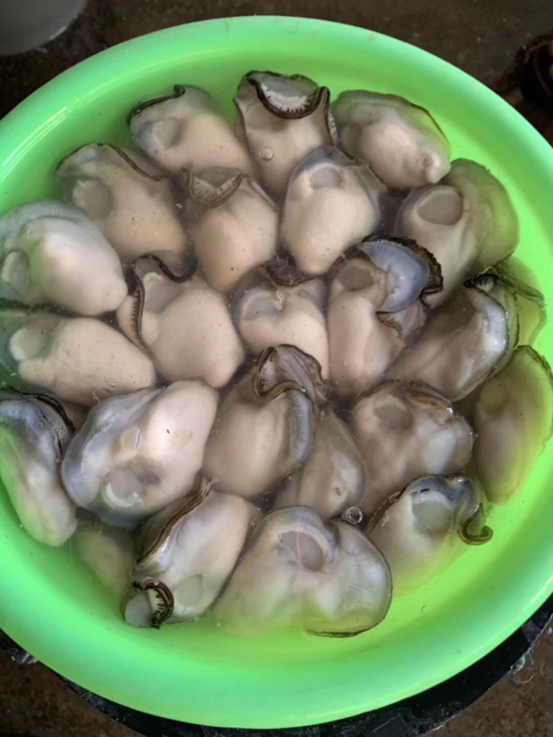 生蚝牡蛎烧烤蚝原产地汫洲生蚝批发