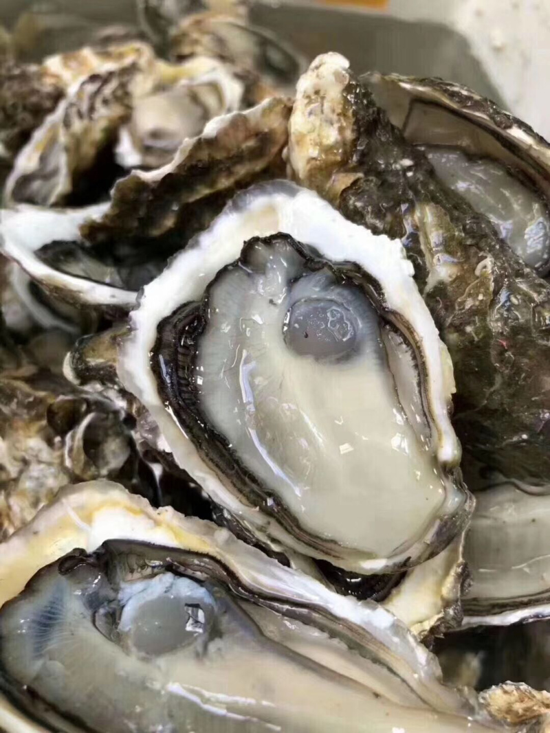 生蚝牡蛎烧烤蚝原产地汫洲生蚝批发