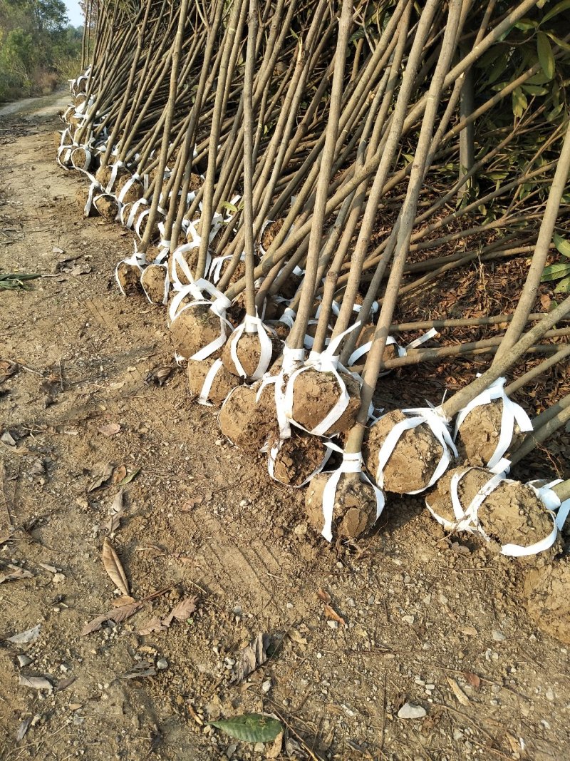 枇杷小苗，按需发货，保质保量