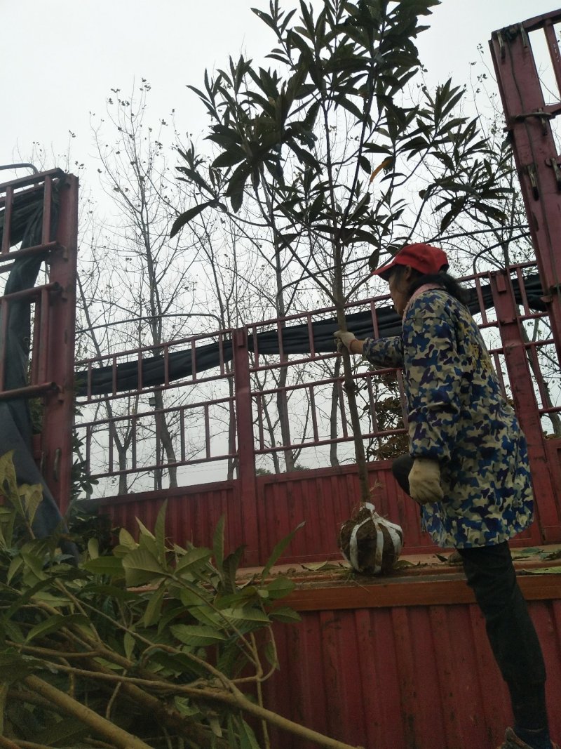 枇杷小苗，按需发货，保质保量