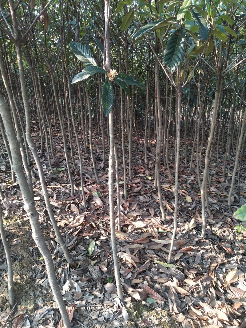枇杷小苗，按需发货，保质保量