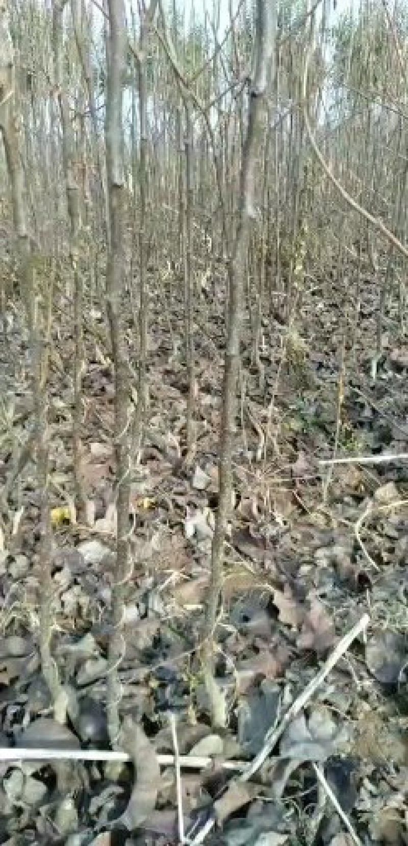 河南周口大量批发精品秋月梨树苗。0.8一2公分。规格齐全