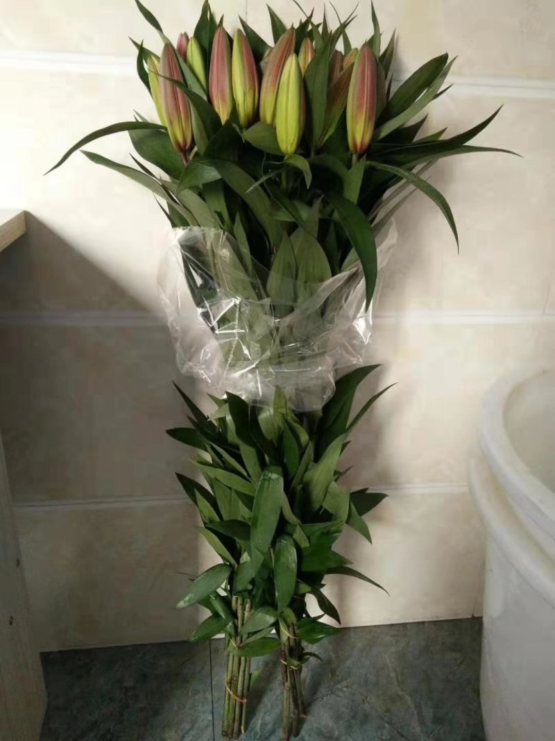 香水百合，罗宾，黄天霸，西伯利亚，西诺红，黑美人，鲜切花