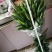 香水百合，罗宾，黄天霸，西伯利亚，西诺红，黑美人，鲜切花