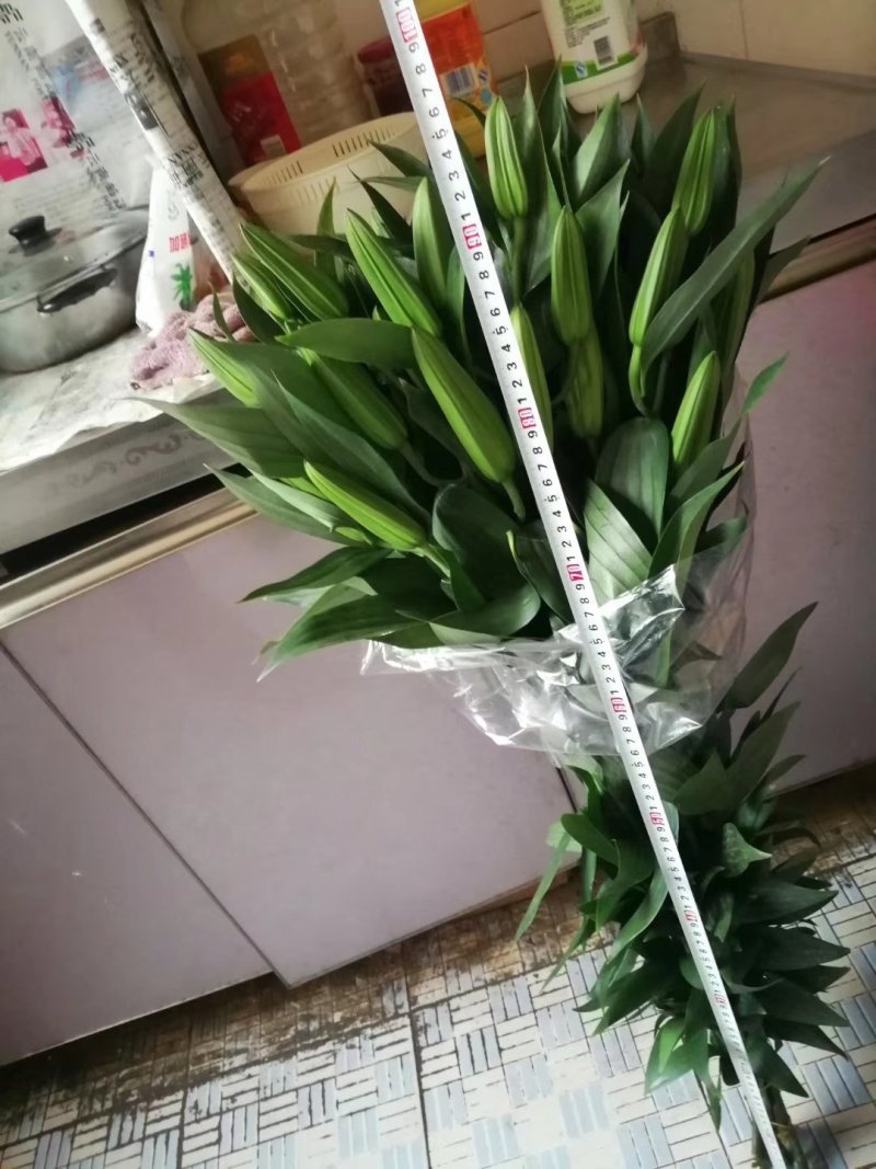 香水百合，罗宾，黄天霸，西伯利亚，西诺红，黑美人，鲜切花
