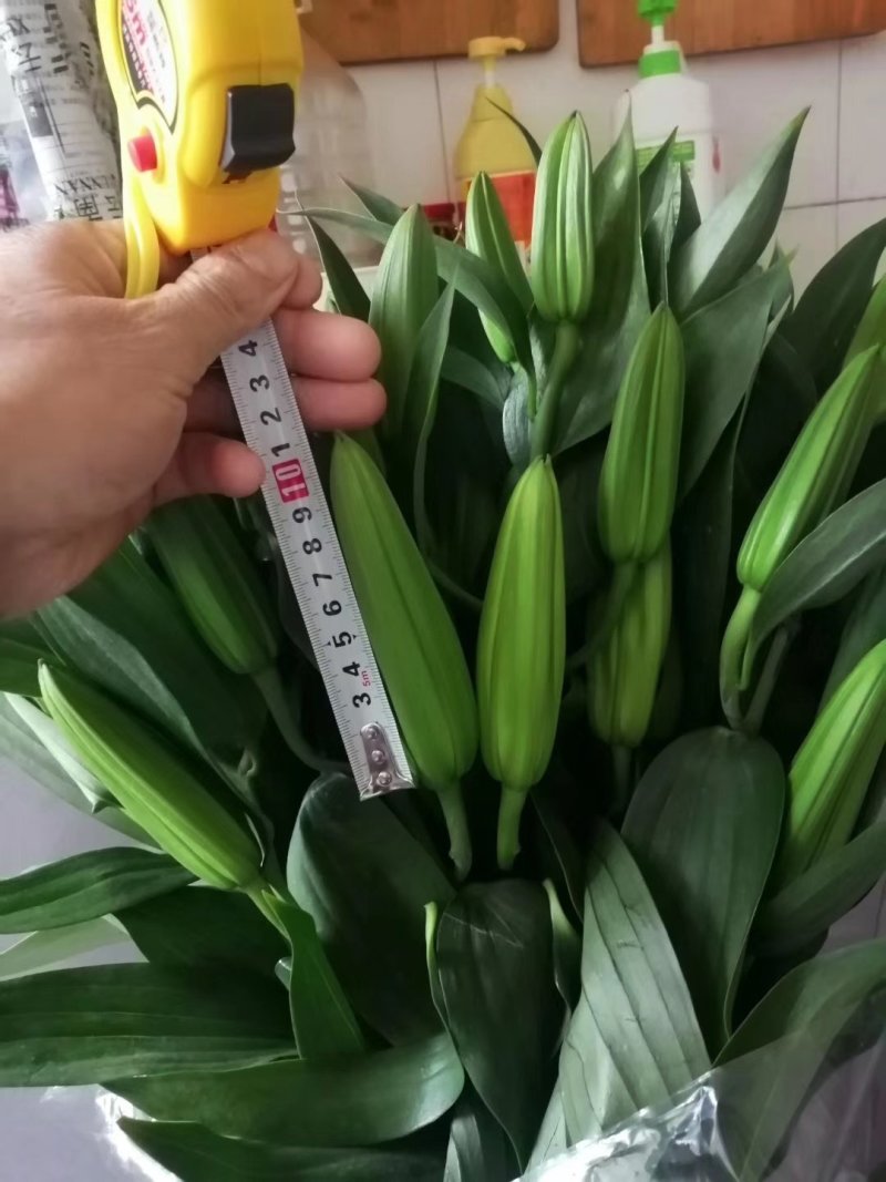 香水百合，罗宾，黄天霸，西伯利亚，西诺红，黑美人，鲜切花