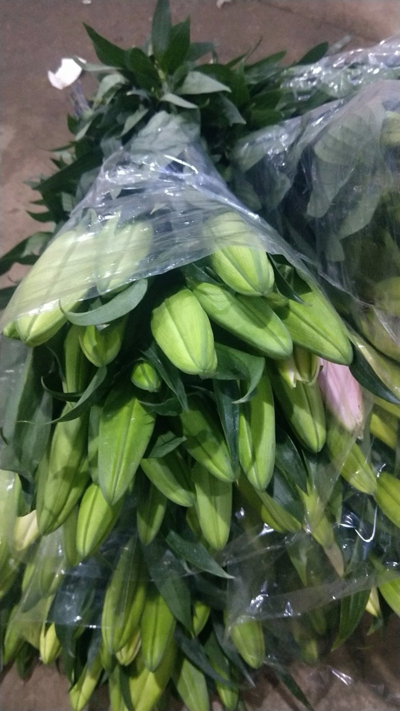香水百合，罗宾，黄天霸，西伯利亚，西诺红，黑美人，鲜切花