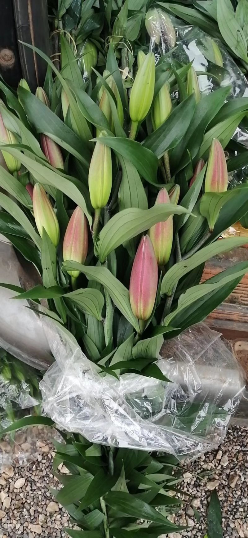 香水百合，罗宾，黄天霸，西伯利亚，西诺红，黑美人，鲜切花