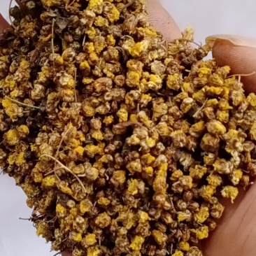 野菊花颗粒