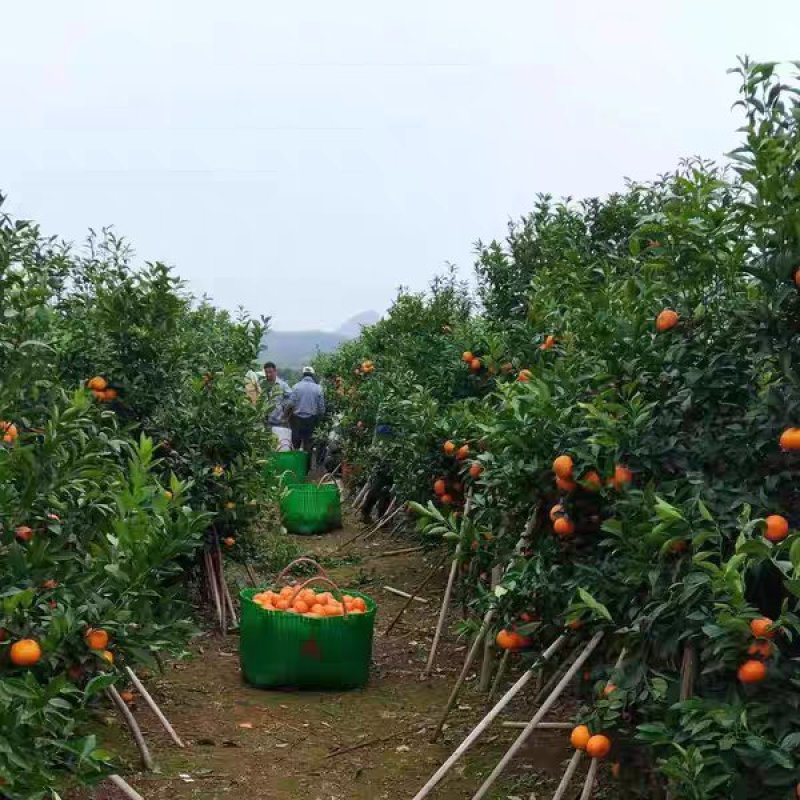 沃柑大量上市大量供应产沃代办大量货源