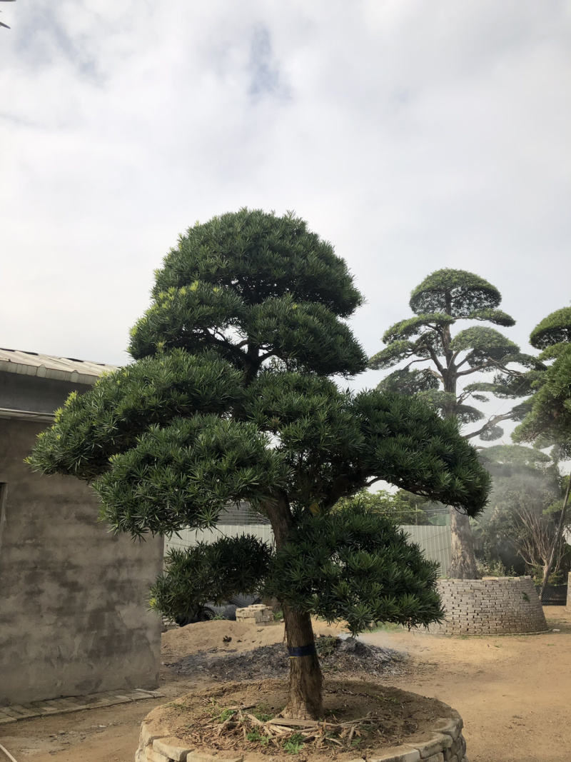 日本罗汉松
