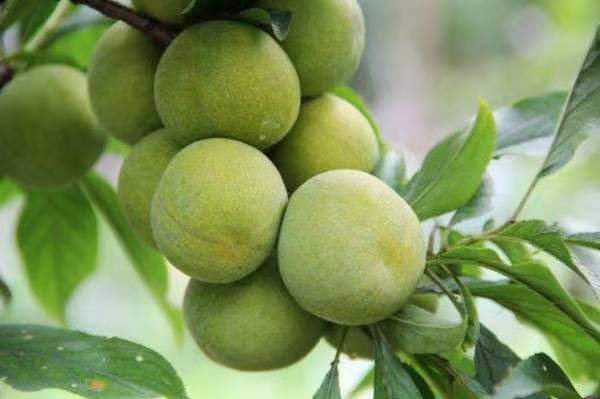 实验室检测场景：HPLC色谱图对比蜂糖李与巫山脆李多酚组分