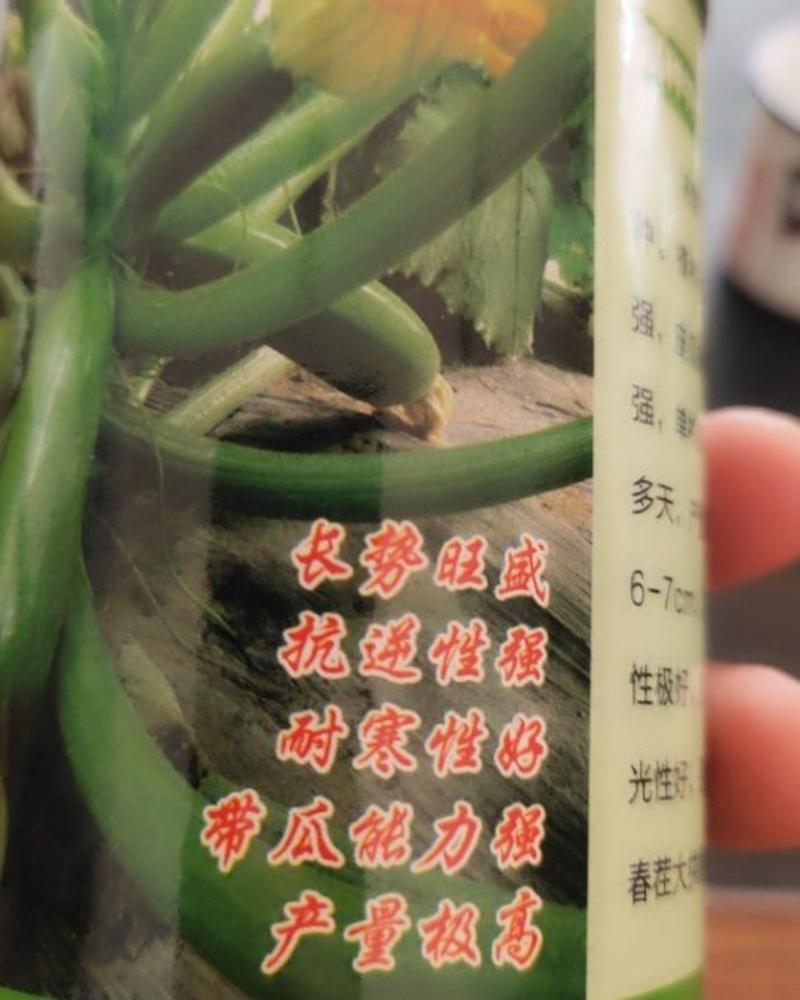 耐寒越冬西葫芦种子-艾菲尔耐低温产量高