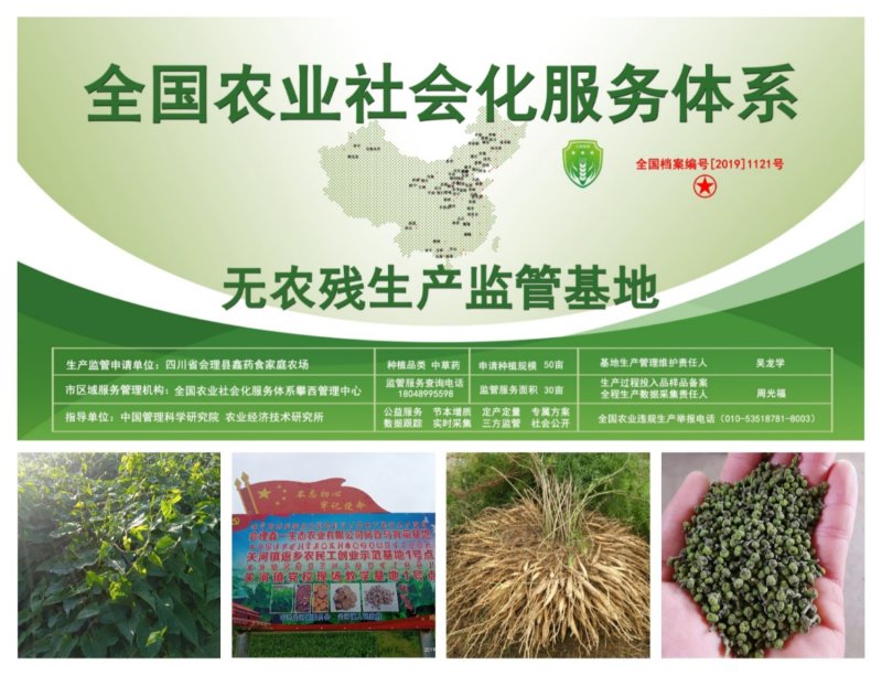 何首乌种苗，剪技苗，直栽苗