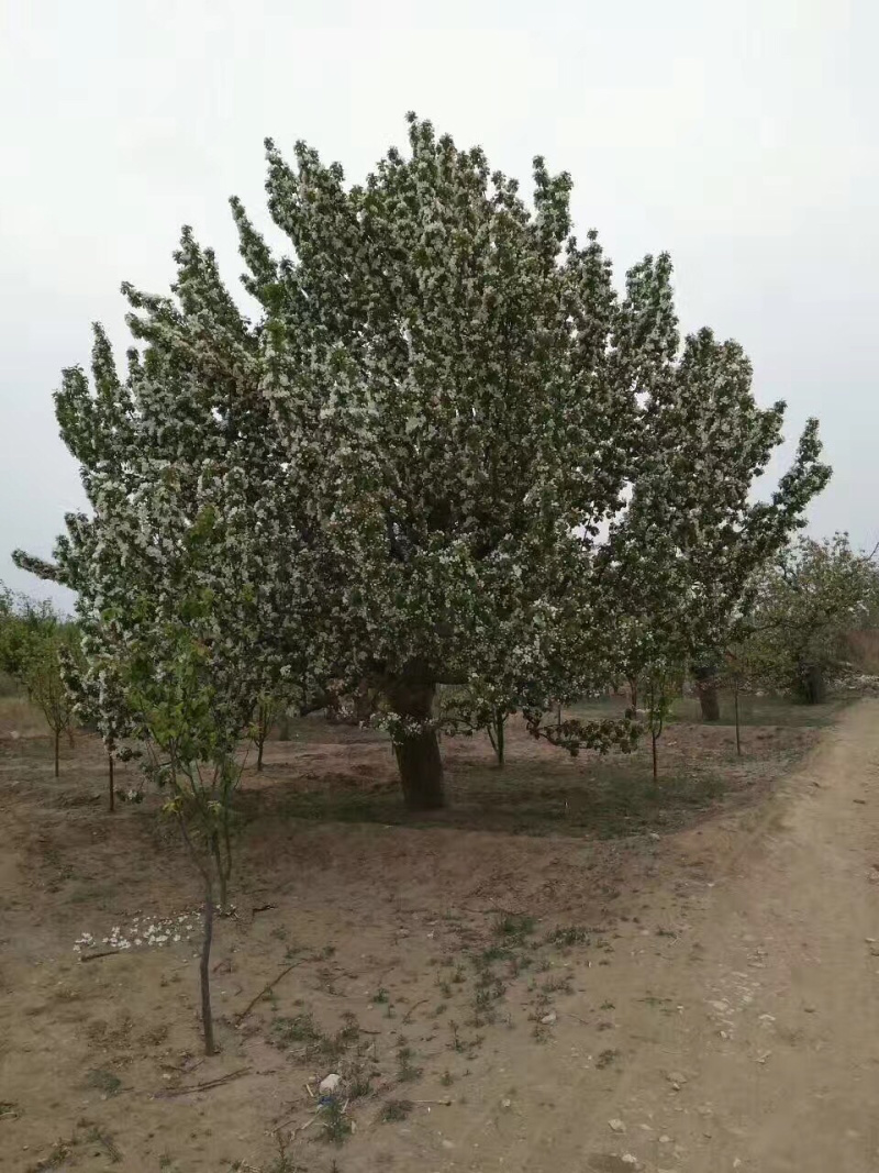 八棱海棠树