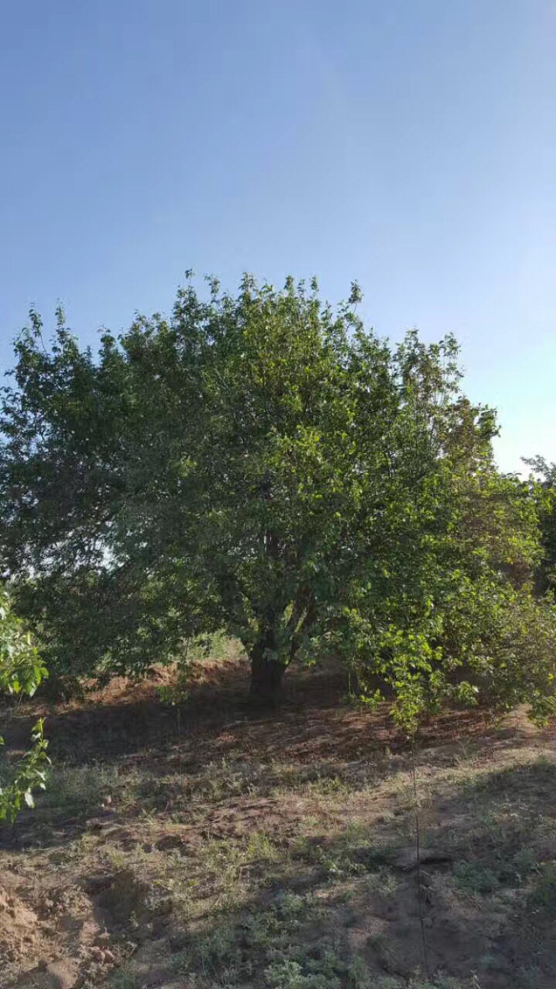 八棱海棠树